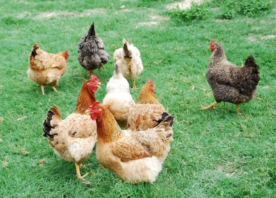 clasificacion de aves de corral - Cómo se clasifican las aves de corral