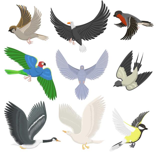 aves voladoras - Cómo se clasifican las aves voladoras