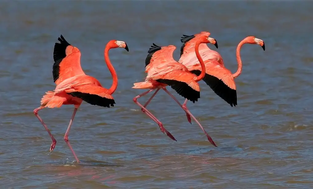 a que sere vivo pertenece las aves - Cómo se clasifican las especies de animales