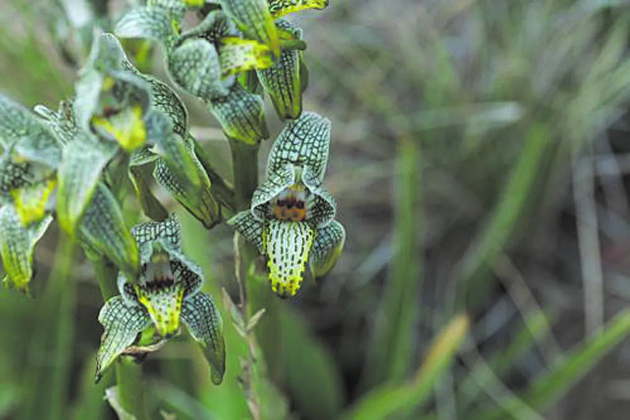Orquídea Lengua de Loro: La joya de la naturaleza - Cómo se clasifican las orquídeas orquidea lengua.de loro - Cómo se clasifican las orquídeas