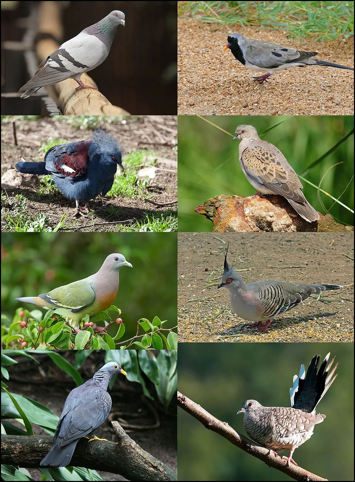 palomo ave - Cómo se clasifican las palomas