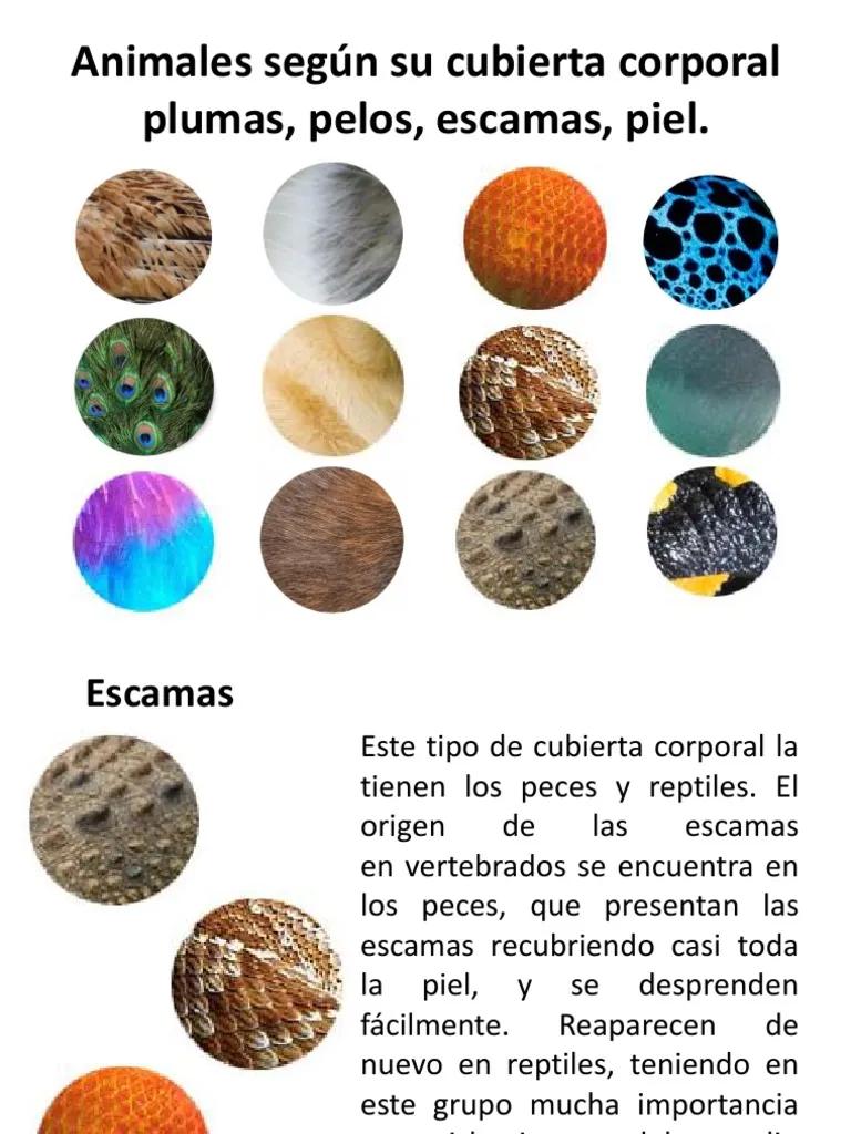 clasificacion segun cubierta corporal peces reptiles pajaros - Cómo se clasifican los animales según la cubierta de su cuerpo