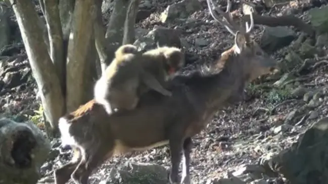 Interacción entre monos, ciervos y loros: una relación maravilloso - Cómo se comunican los monos o micos interaccion entre monos ciervos loros - Cómo se comunican los monos o micos