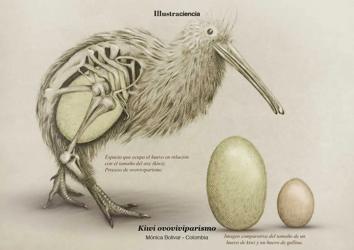 adonde tiene los huevos la ave kiwi - Cómo se construyen sus nidos los kiwis