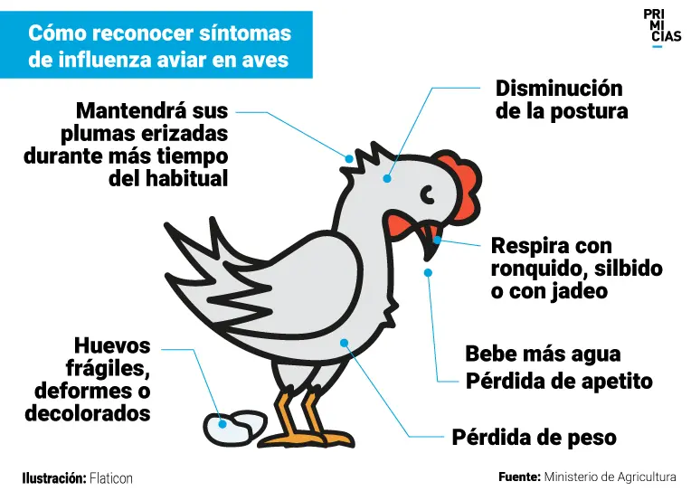 Gripe Aviar en Aves: Cómo se contagia a los humanos - Cómo se contagia la gripe aviar de aves A humanos gripe aviar en aves - Cómo se contagia la gripe aviar de aves A humanos