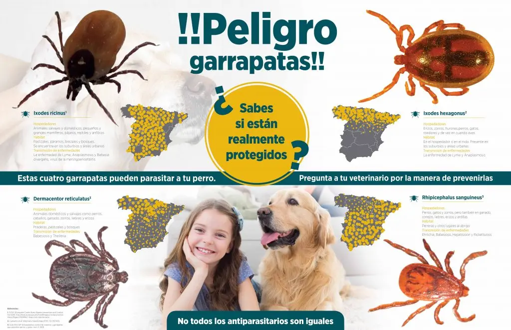 Enfermedades transmitidas por aves a perros - Cómo se contagia la gripe aviar en perros enfermedades transmitidas por aves a perros - Cómo se contagia la gripe aviar en perros