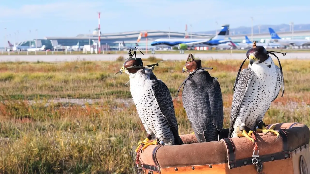 control de aves con halcones - Cómo se controlan las aves