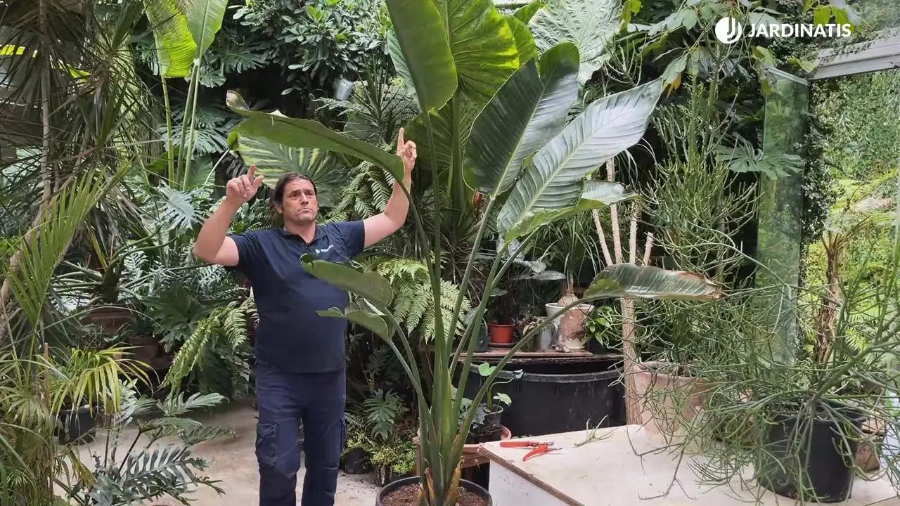 Ave del Paraíso Hoja Ancha: Cuidados y Características - Cómo se cuida la Strelitzia ave del paraiso hoja ancha - Cómo se cuida la Strelitzia