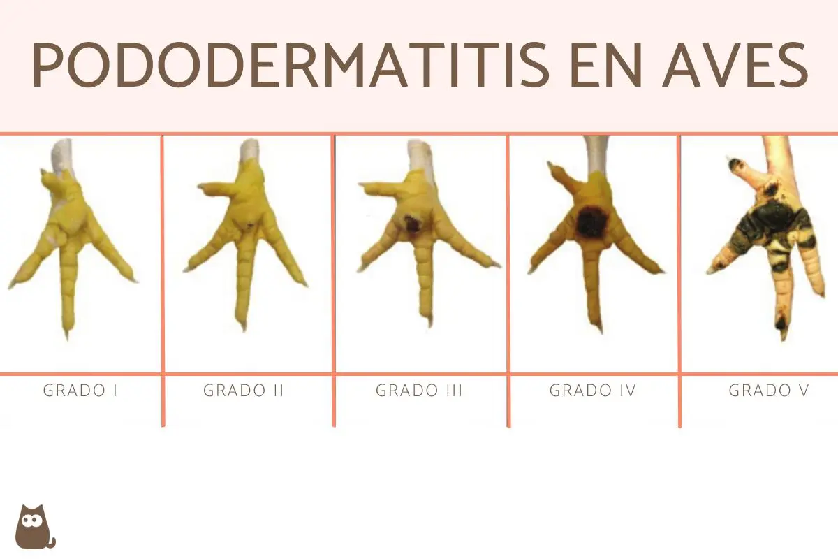 Hiperqueratosis en aves: causas, síntomas y tratamiento - Cómo se cura la encefalomielitis aviar hiperqueratosis en aves - Cómo se cura la encefalomielitis aviar