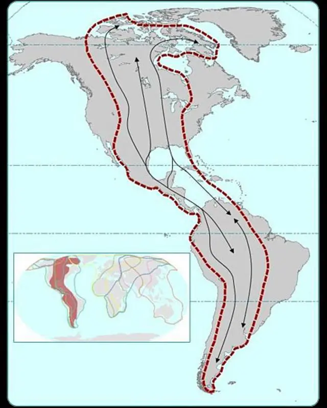 migracion de aves en america - Cómo se dan las migraciones de las aves