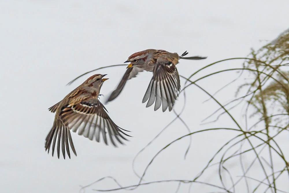 competencia entre los pajaros chingolo - Cómo se desplaza el chingolo