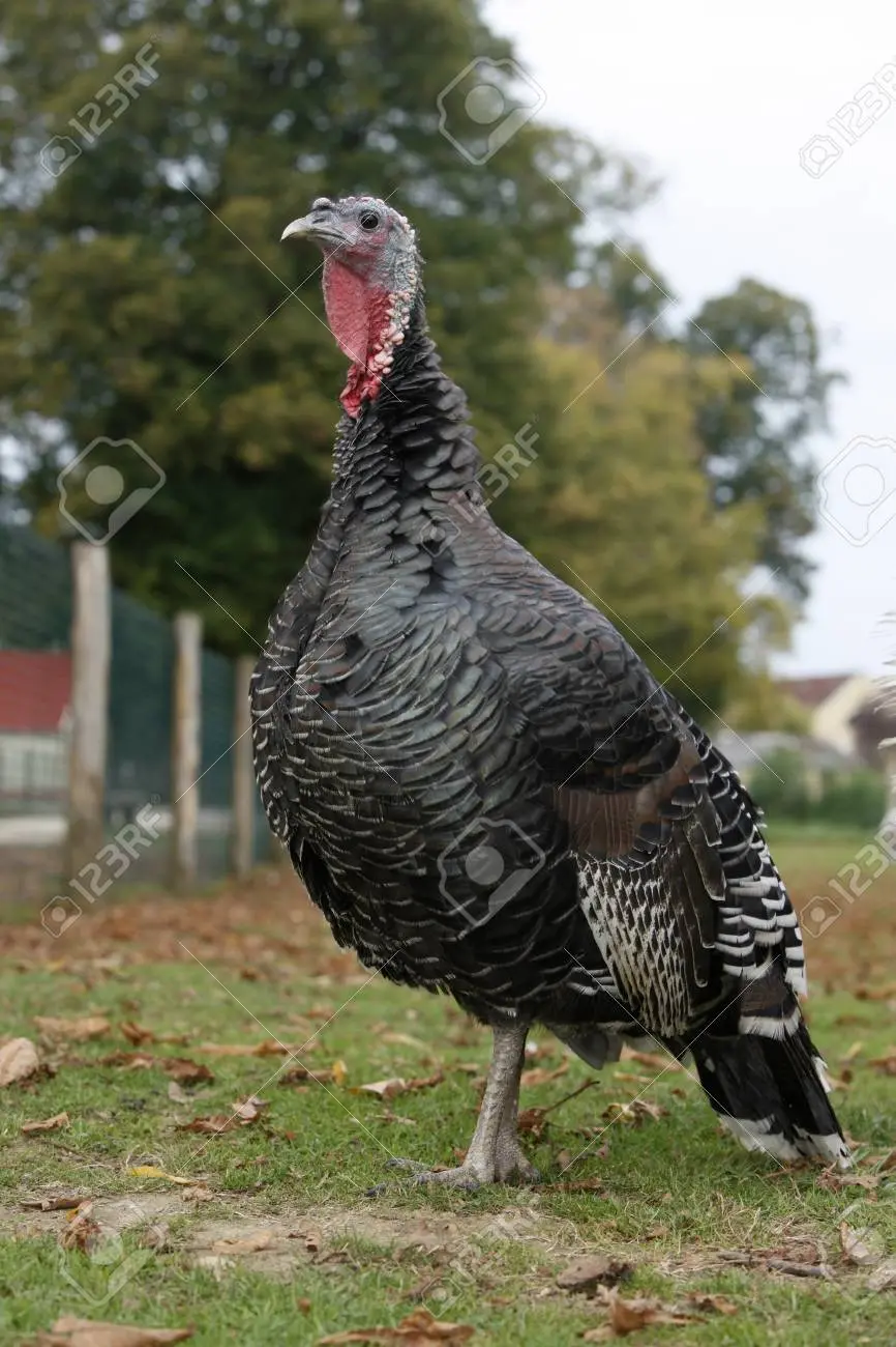 ave pava domestica - Cómo se desplaza el pavo domestico