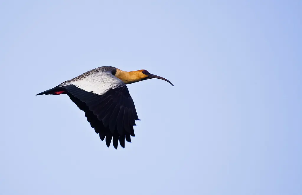 Bandurria: El pájaro volador - Cómo se desplaza la Bandurria bandurria pajaro vuelo - Cómo se desplaza la Bandurria