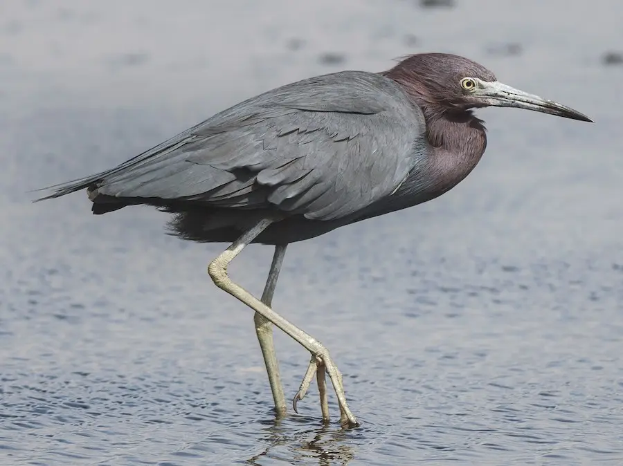 ave carza azul - Cómo se desplaza la garza azul