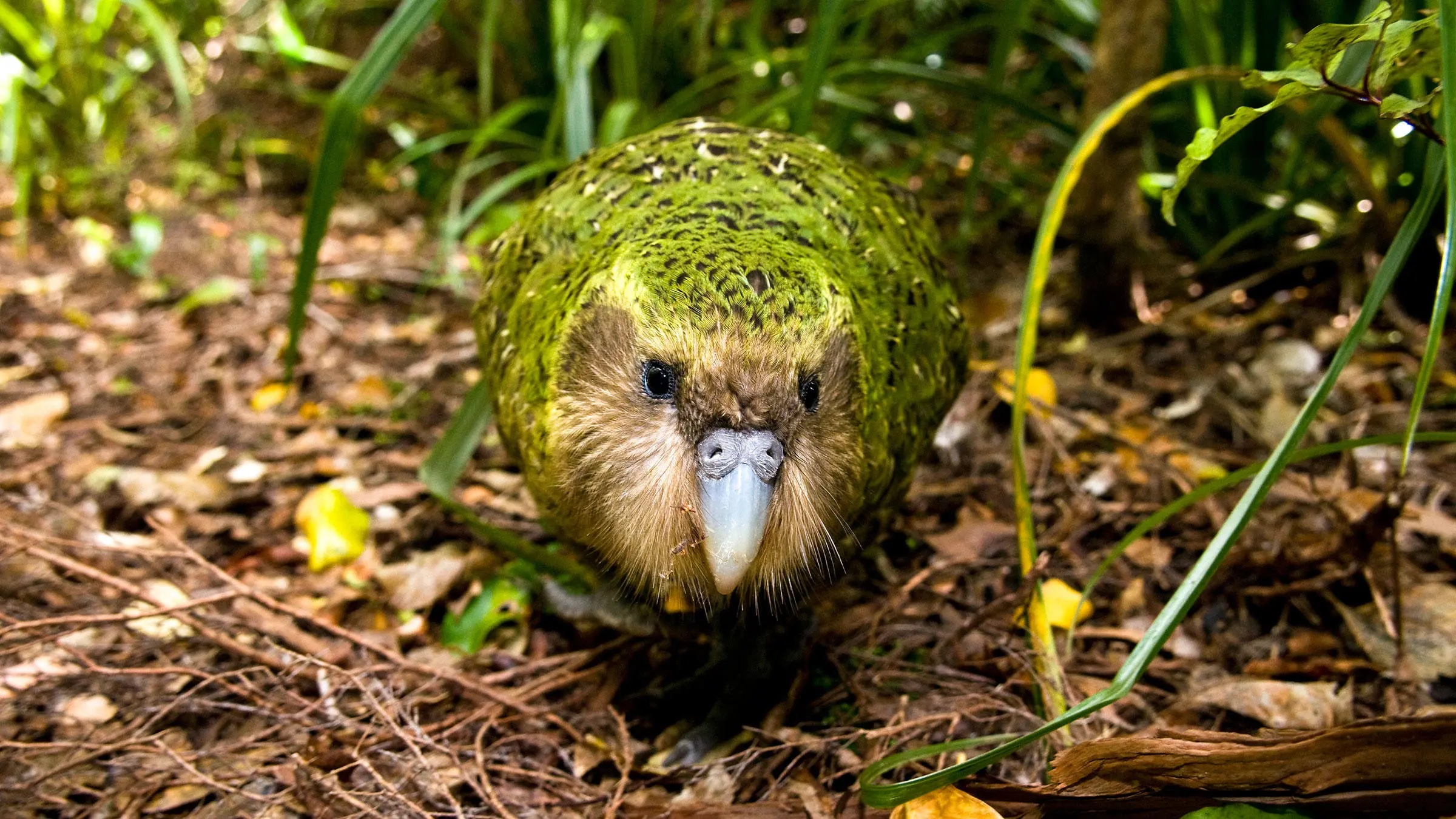Aves que no pueden volar - Cómo se desplazan las aves que no pueden volar aves que no pueden volar - Cómo se desplazan las aves que no pueden volar