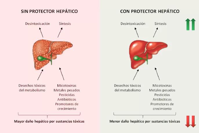 Análisis de Daño Hepático en Aves - Cómo se diagnóstica un daño hepatico analisis de daño hepatico en aves - Cómo se diagnóstica un daño hepatico