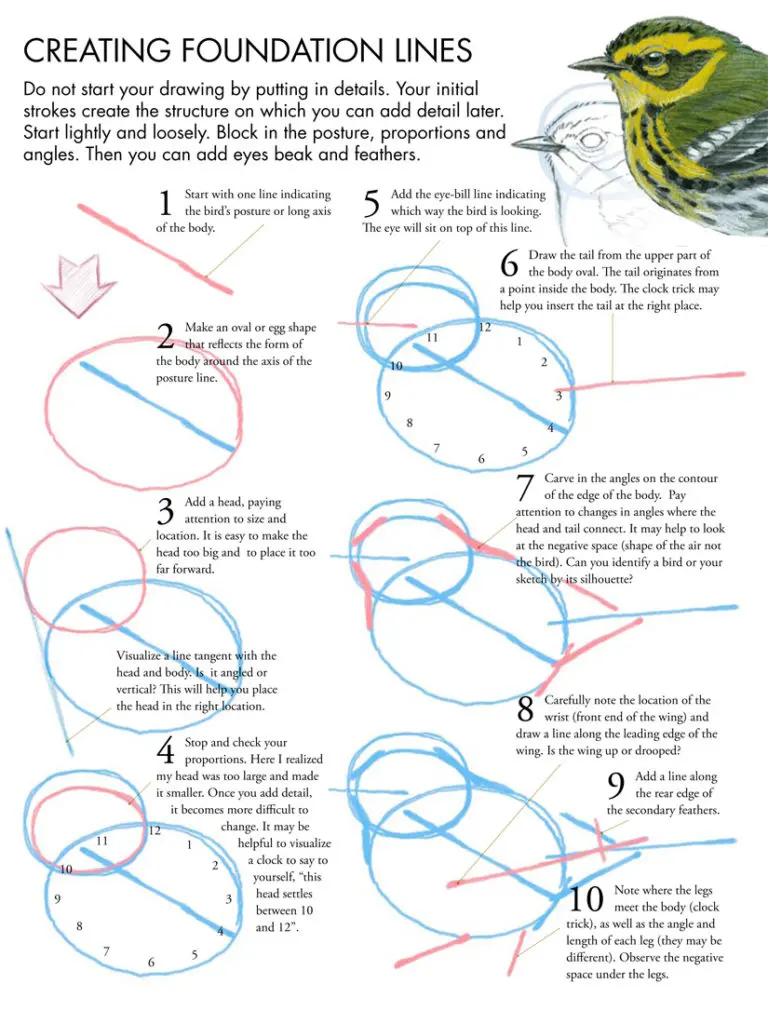 Cómo dibujar un pájaro: consejos y técnicas - Cómo se dibuja un boceto de pájaro como dibujaun un pajaro - Cómo se dibuja un boceto de pájaro