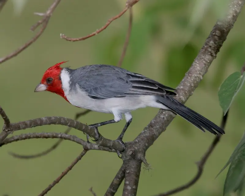 pajaro con cabeza roja y cuerpo gris - Cómo se dice cardenal en guarani