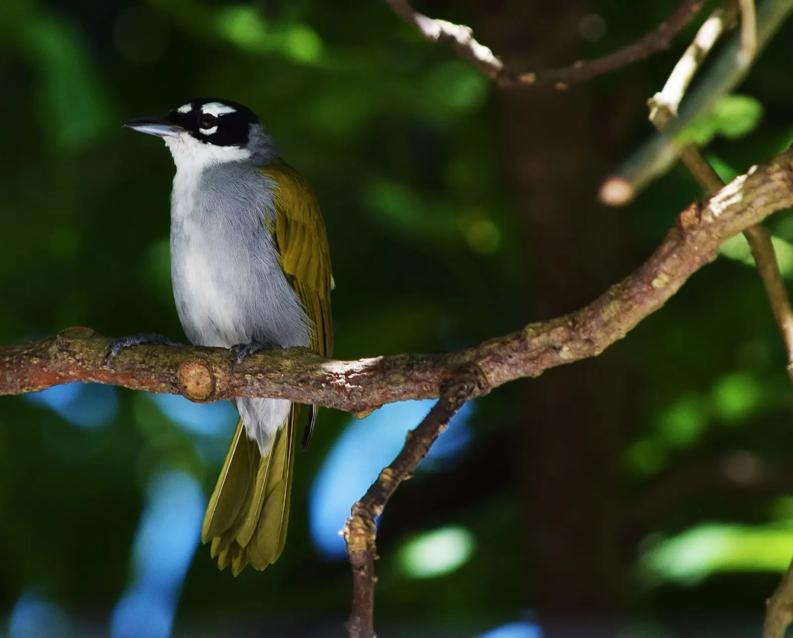 como se dice en género femenino pájaro - Cómo se dice el hombre y la mujer