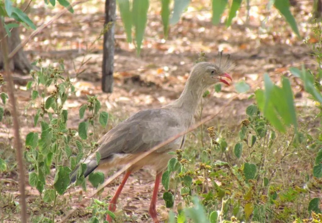 aves del paraguay en guarani - Cómo se dice pájaro en Paraguay