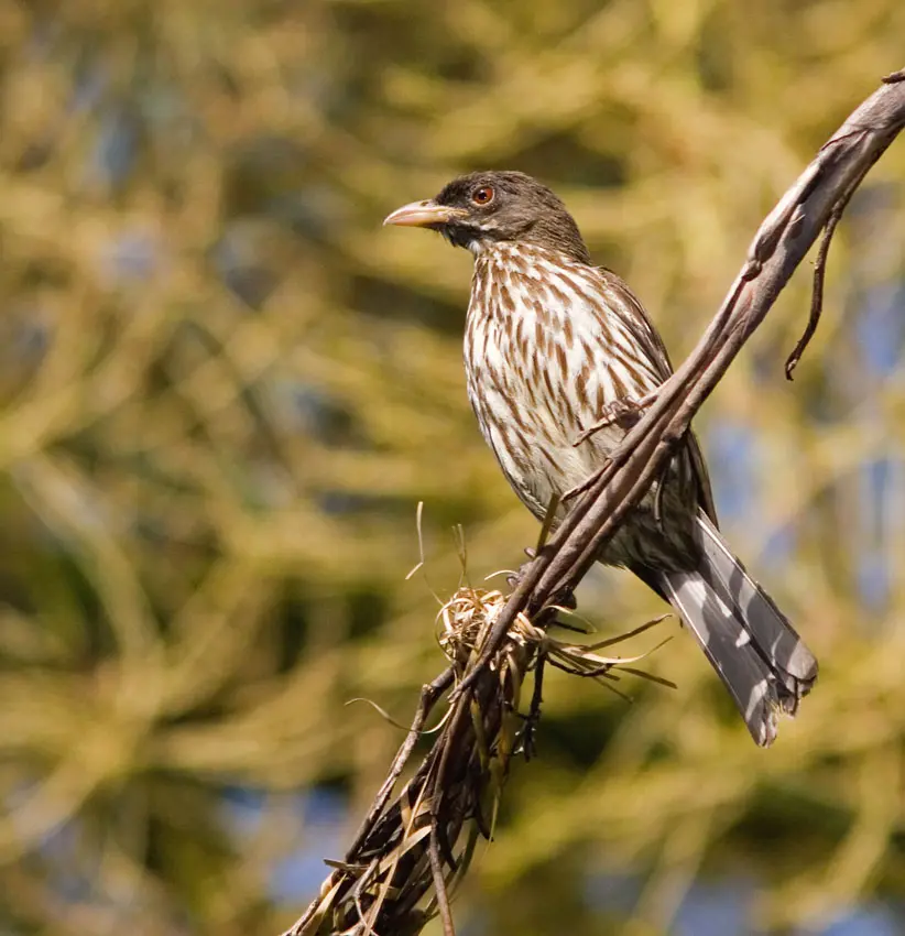 Pájaro en República Dominicana: Una maravilla de la biodiversidad - Cómo se dice pájaro en Puerto Rico pajaro en republica dominicana - Cómo se dice pájaro en Puerto Rico