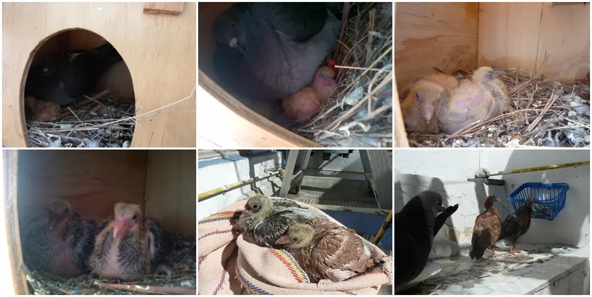 Acción de poner huevos en las aves - Cómo se dice poner un huevo accion de poner huevos las aves - Cómo se dice poner un huevo