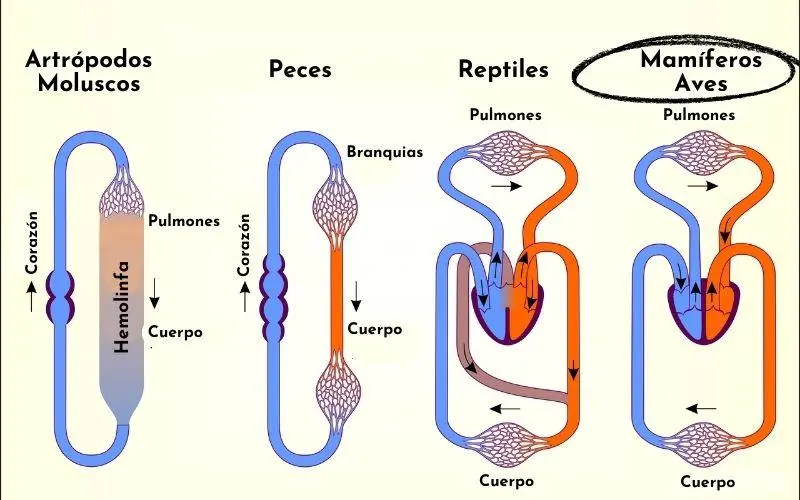 anatomia circulacion aves y mamiferos - Cómo se divide el sistema circulatorio de los animales