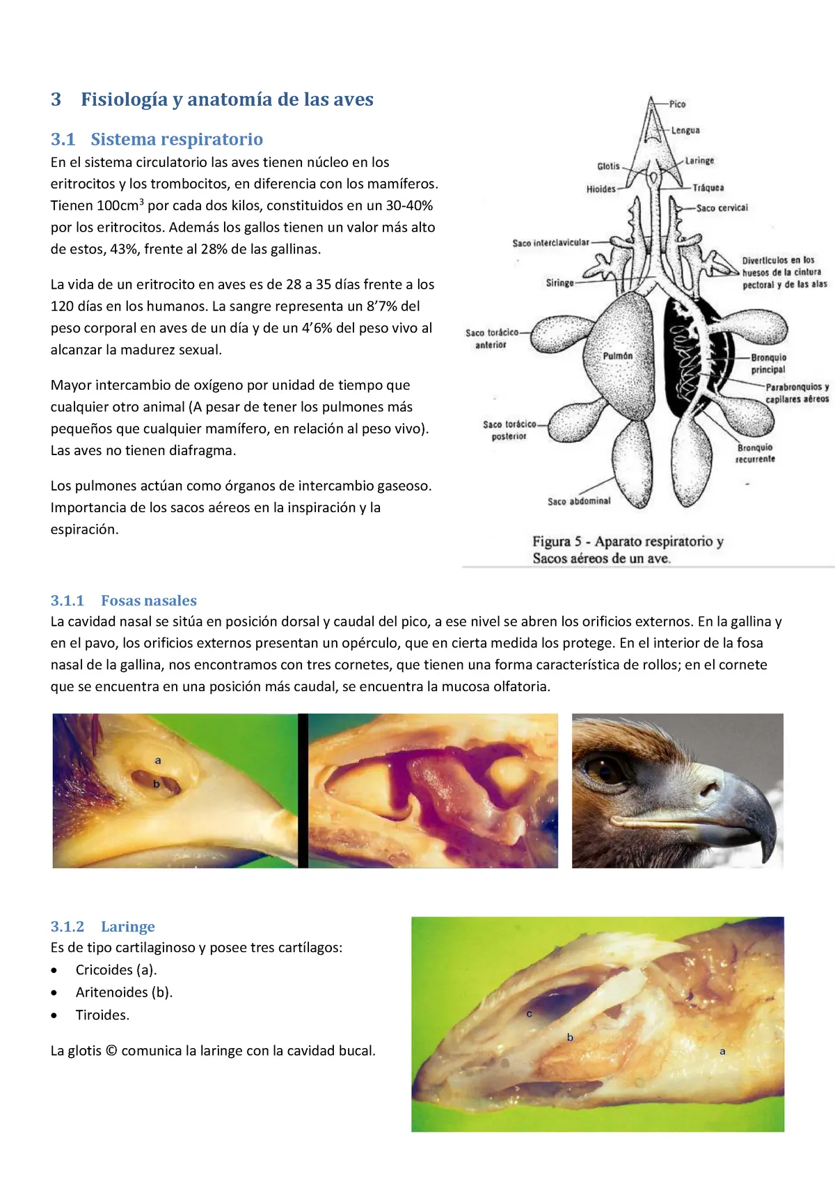 anatomia y fisiologia de las aves de corral - Cómo se dividen las aves de corral