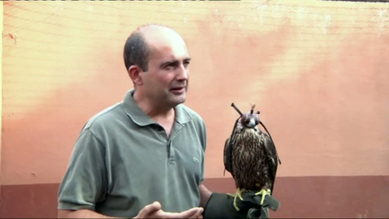 como domesticar un pájaro salvaje - Cómo se domestica a un canario salvaje
