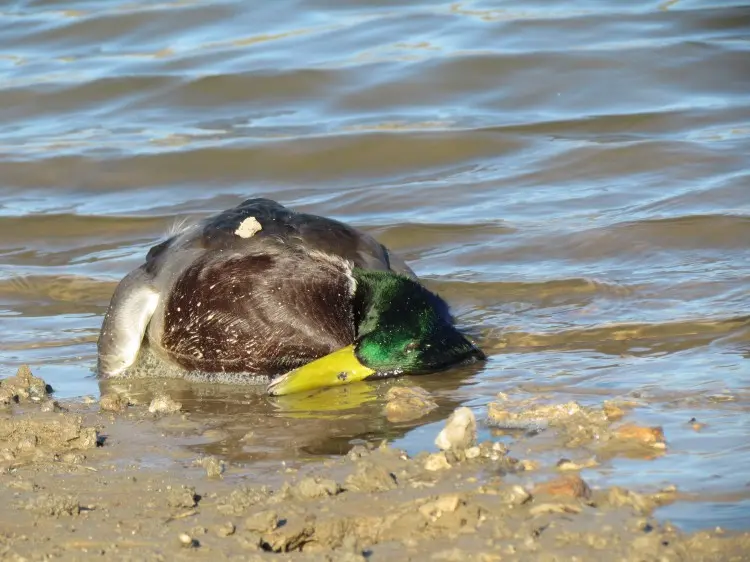 botulismo en aves - Cómo se elimina el botulismo