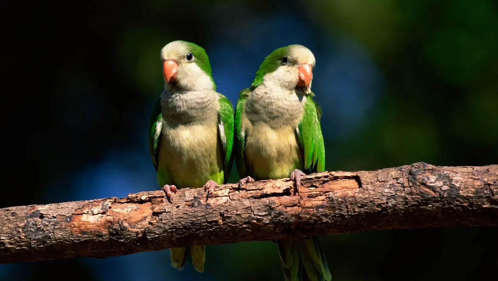 Aves Catas: Cómo combatir las itas - Cómo se eliminan los ácaros aves catas como combatir las itas - Cómo se eliminan los ácaros