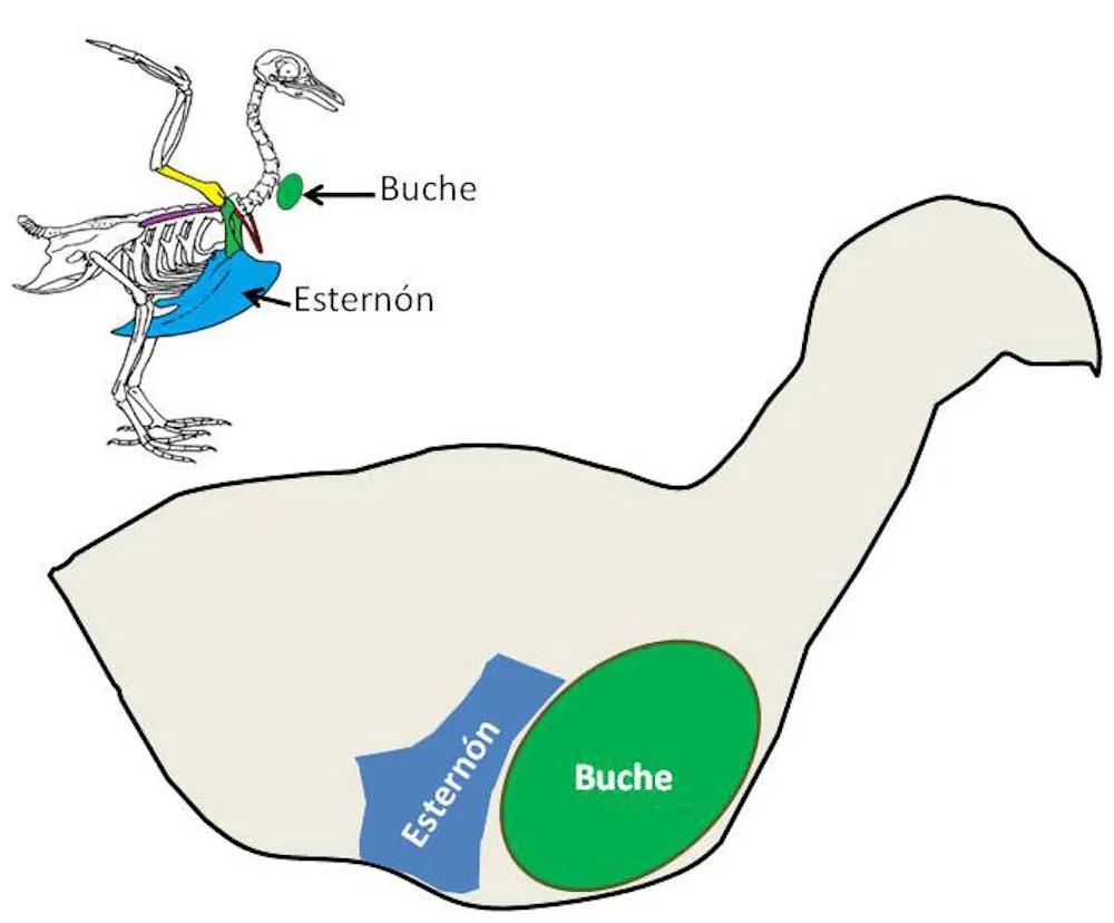 relativo a las aves - Cómo se escribe el verbo aviar