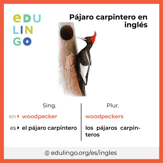 como se dice pájaro carpintero en inglés - Cómo se escribe pájaro carpintero