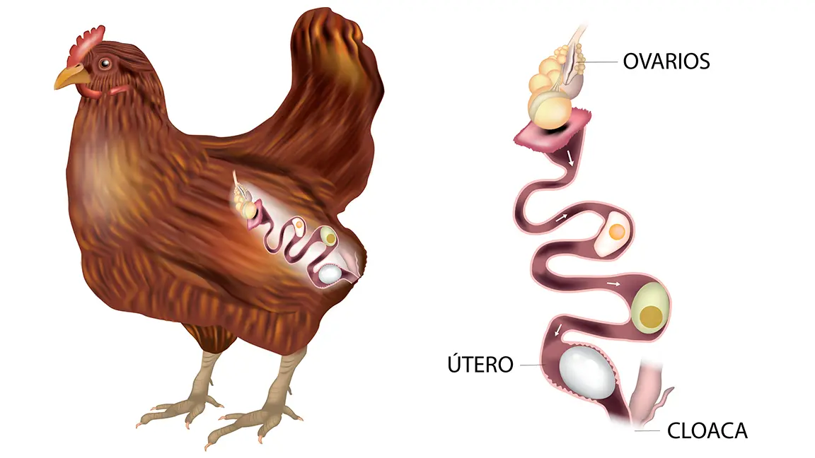 Cómo se forma el huevo en las aves - Cómo se forman los huevos en las aves como se forma el huevo en las aves - Cómo se forman los huevos en las aves