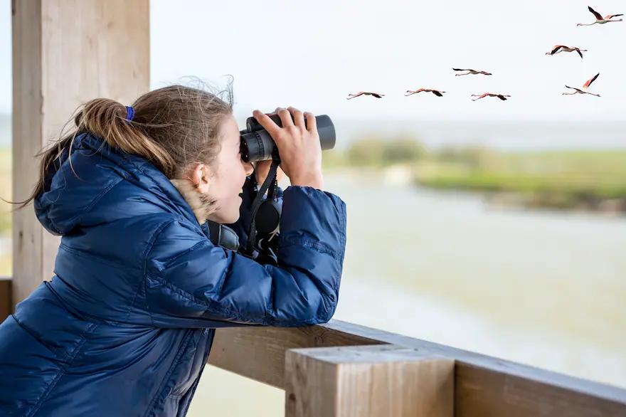 avistaje de aves - Cómo se hace el avistamiento de aves