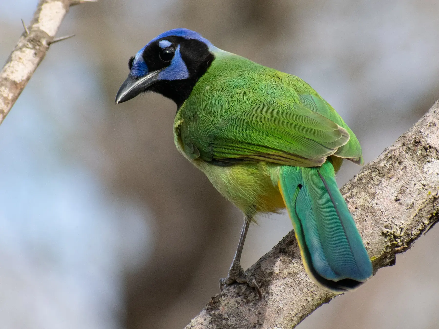 como se llama el pajaro verde - Cómo se hace el pájaro verde