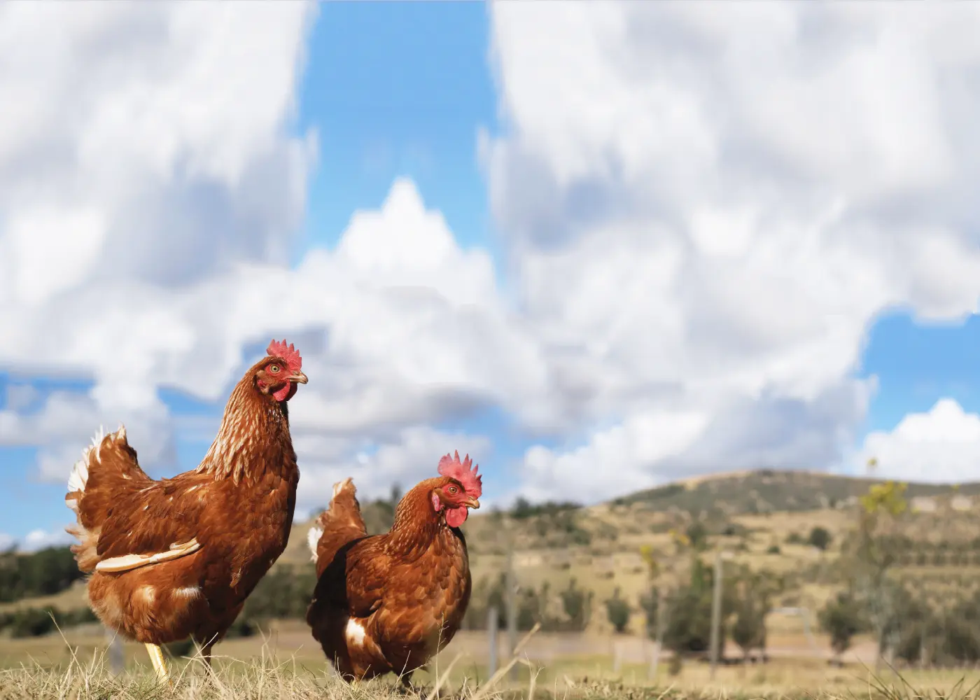 Replume de aves: una práctica controvertida en la industria avícola - Cómo se hace el Replume de gallinas replume de aves - Cómo se hace el Replume de gallinas