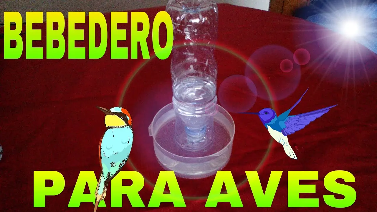 como hacer bebederos caseros para aves - Cómo se hace un bebedero para pájaros