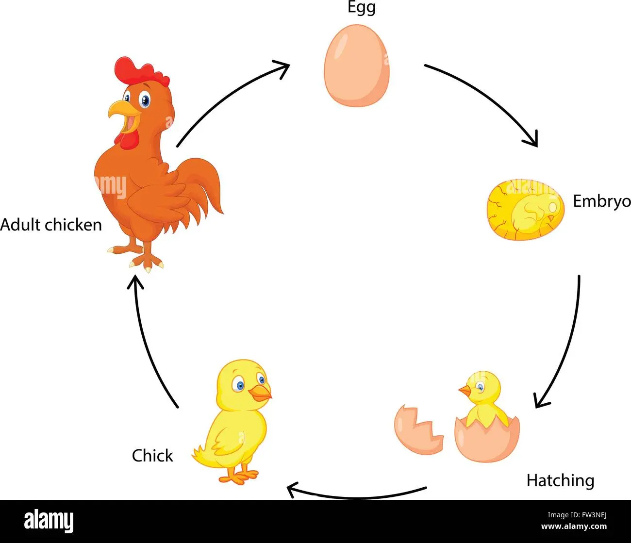 desarrollo de un ave - Cómo se inicia el desarrollo embrionario en las aves