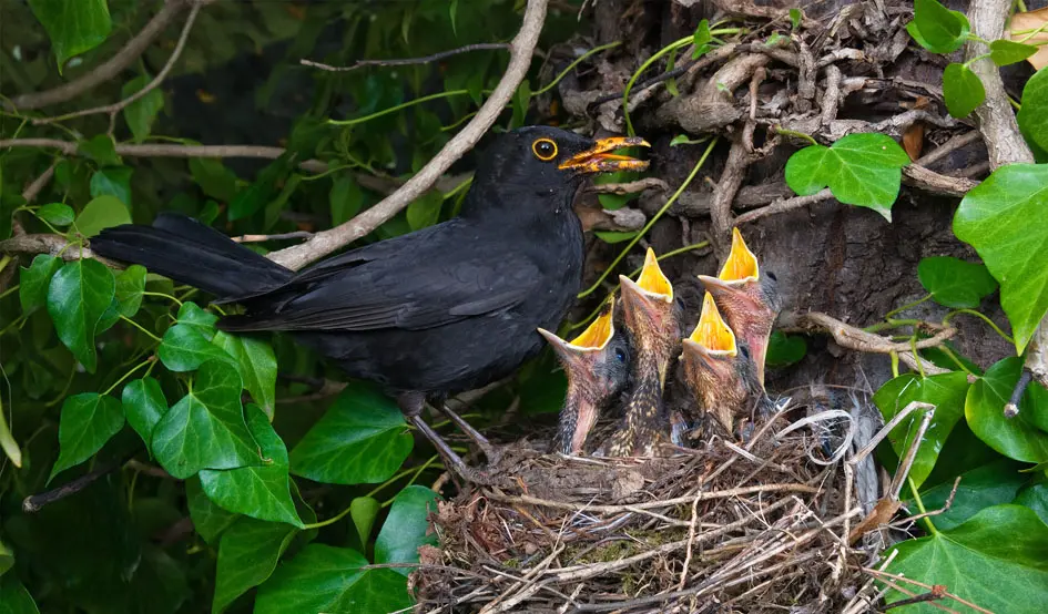 como se llama la cria del pajaro - Cómo se le dice a los bebés de los animales
