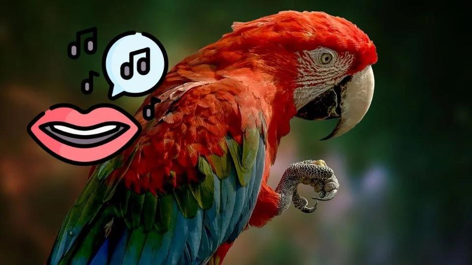 Cómo hacer que un loro te quiera - Cómo se le hace cariño a un loro como hacer que un loro te quiera - Cómo se le hace cariño a un loro