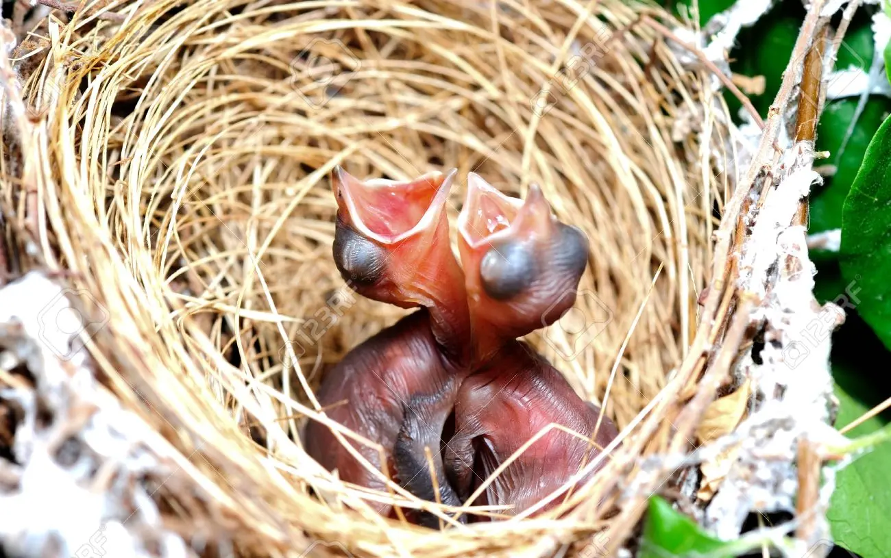 aves recien nacidas - Cómo se le llama a las aves recién nacidas