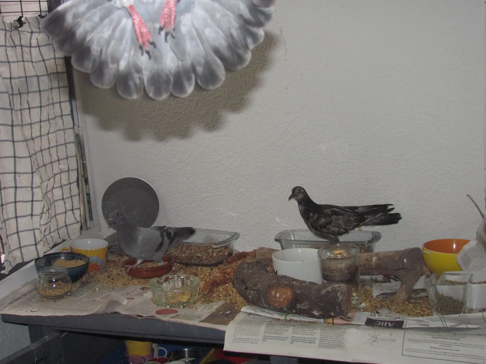 Cómo sacar aceite a un pájaro: tutorial paso a paso - Cómo se limpian las palomas como sacar aceite a un pajaro - Cómo se limpian las palomas