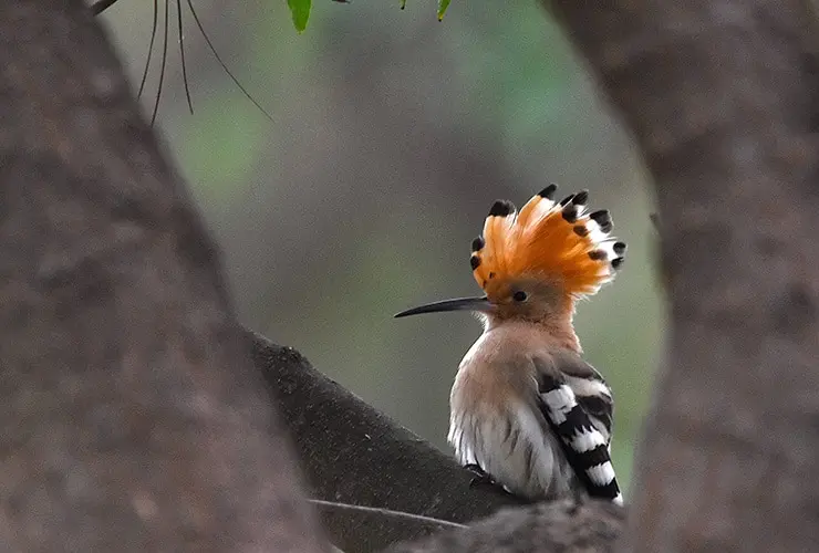 que estudia las aves - Cómo se llama al que estudia a las aves