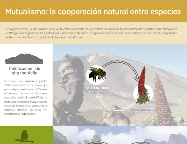 Ave que come las lagañas de otro animal: Mutualismo en el reino animal - Cómo se llama cuando los animales se ayudan mutuamente ave que come las lagañas de otro animal mutualismo - Cómo se llama cuando los animales se ayudan mutuamente