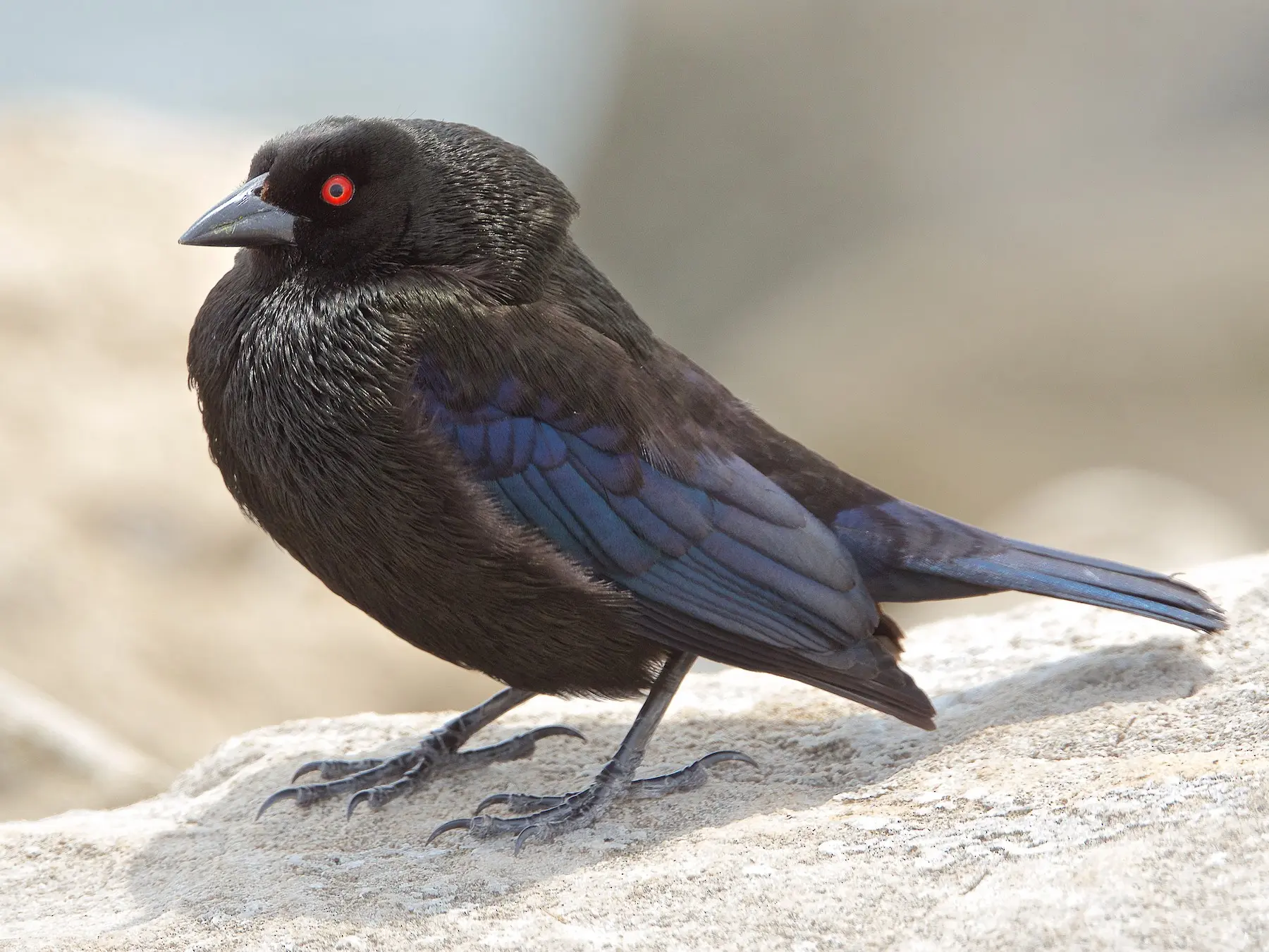 aves con ojos rojos - Cómo se llama cuando los animales tienen los ojos rojos