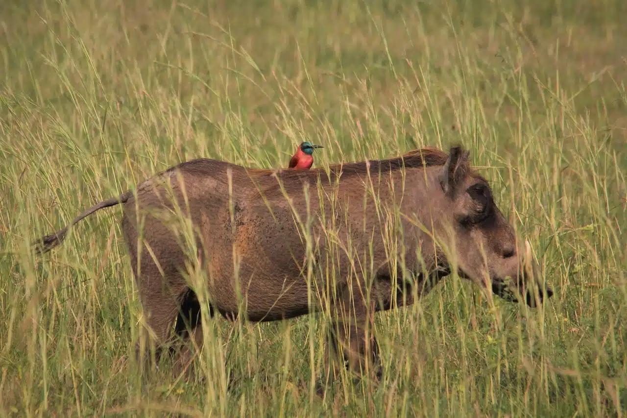 Comensalismo entre caballo y pájaro: una relación simbiótica - Cómo se llama cuando un animal se beneficia de otro comensalismo entre caballo y pajaro - Cómo se llama cuando un animal se beneficia de otro