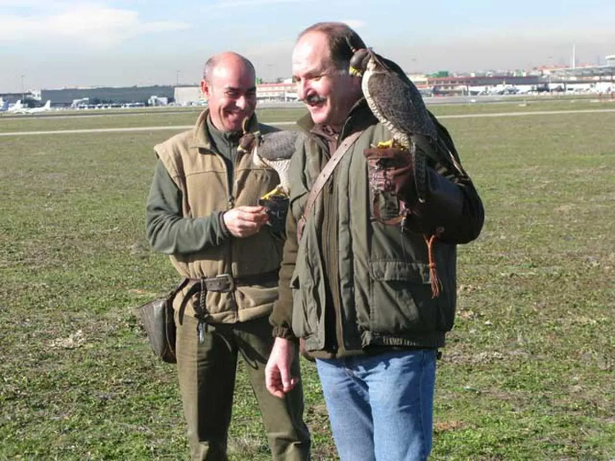 control de aves con halcones - Cómo se llama el adiestrador de halcones