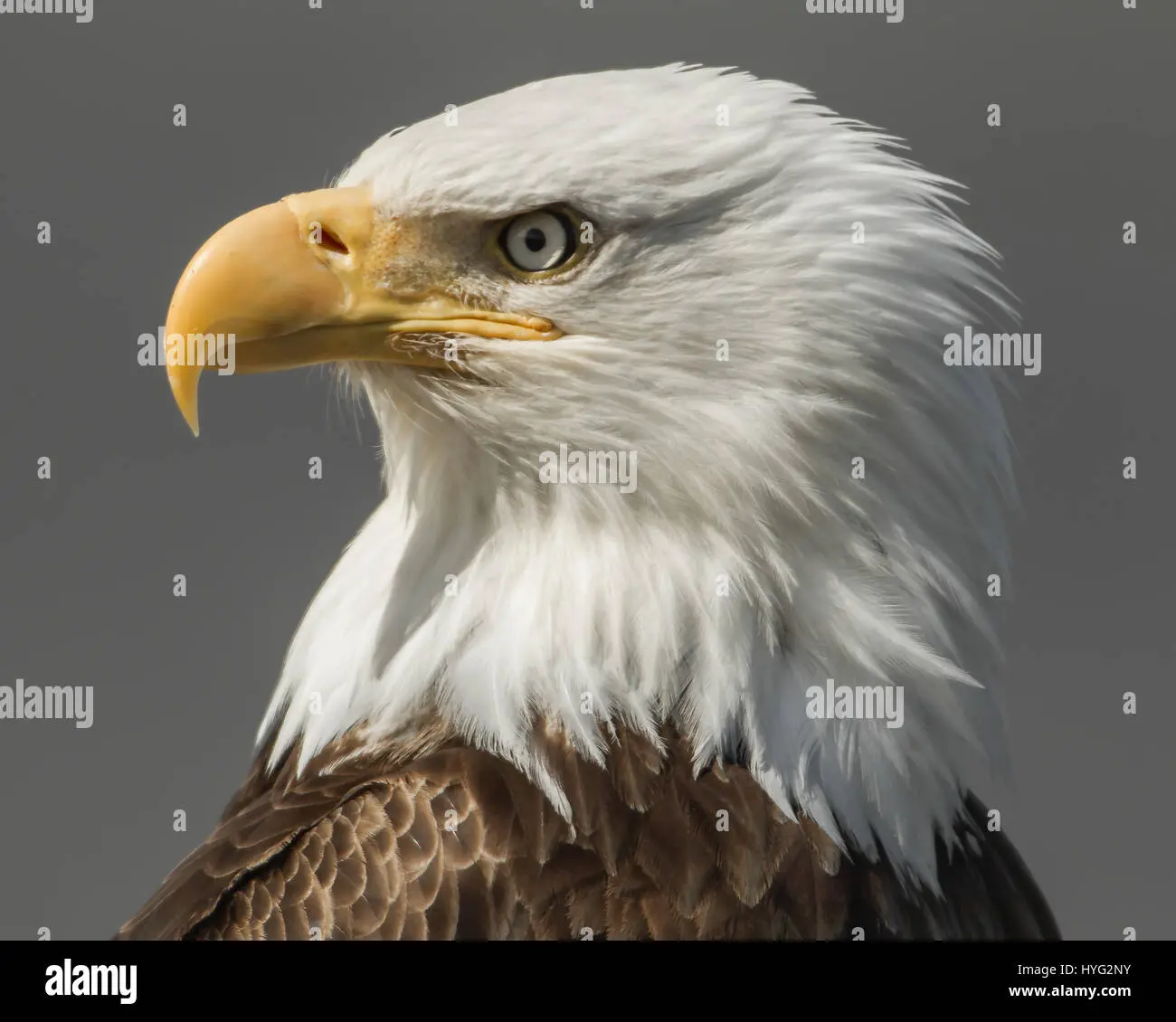 ave nacional de alaska - Cómo se llama el águila de cabeza blanca