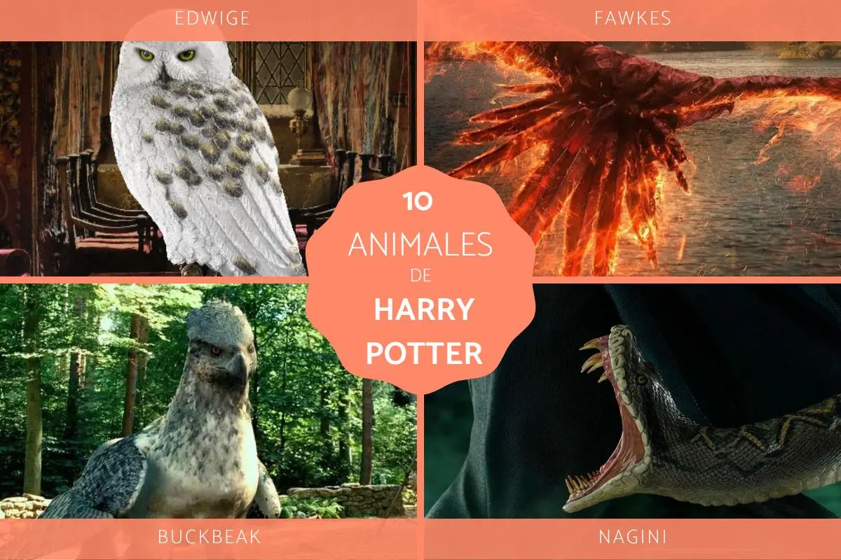 cómo se llamaba el pájaro de harry potter - Cómo se llama el águila de Harry Potter